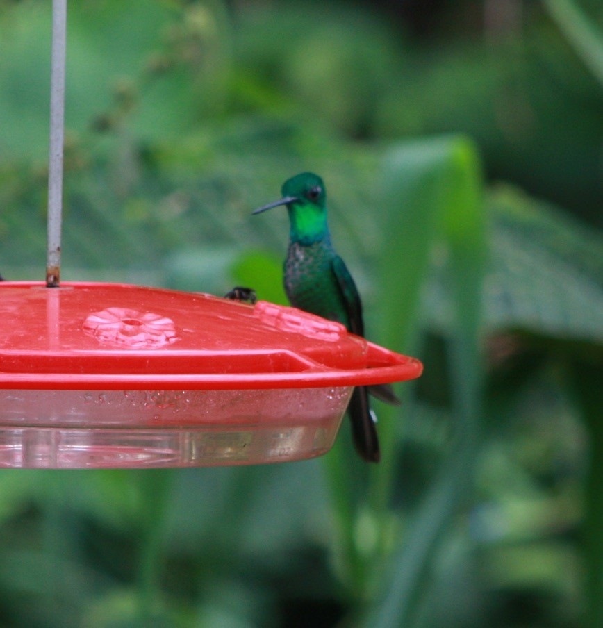 Rufous-vented Whitetip - jeffrey bearce