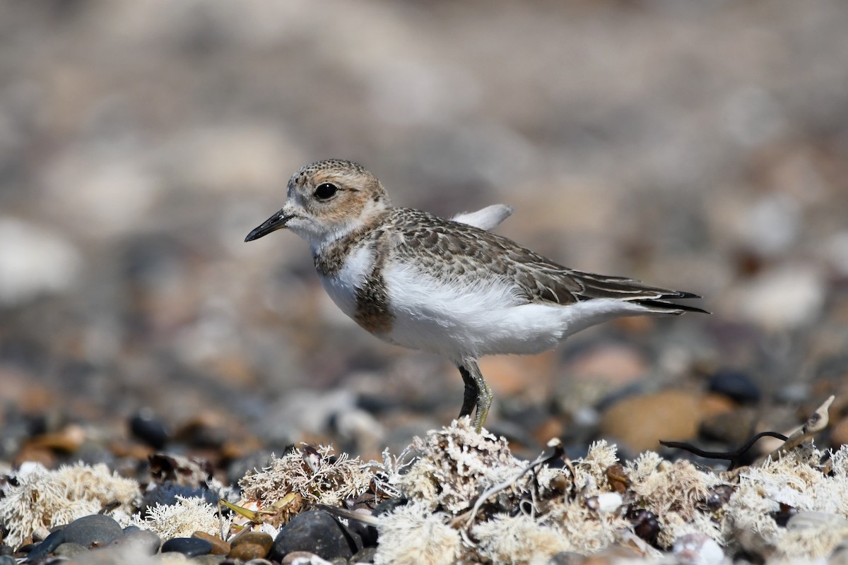 Two-banded Plover - ML534900611