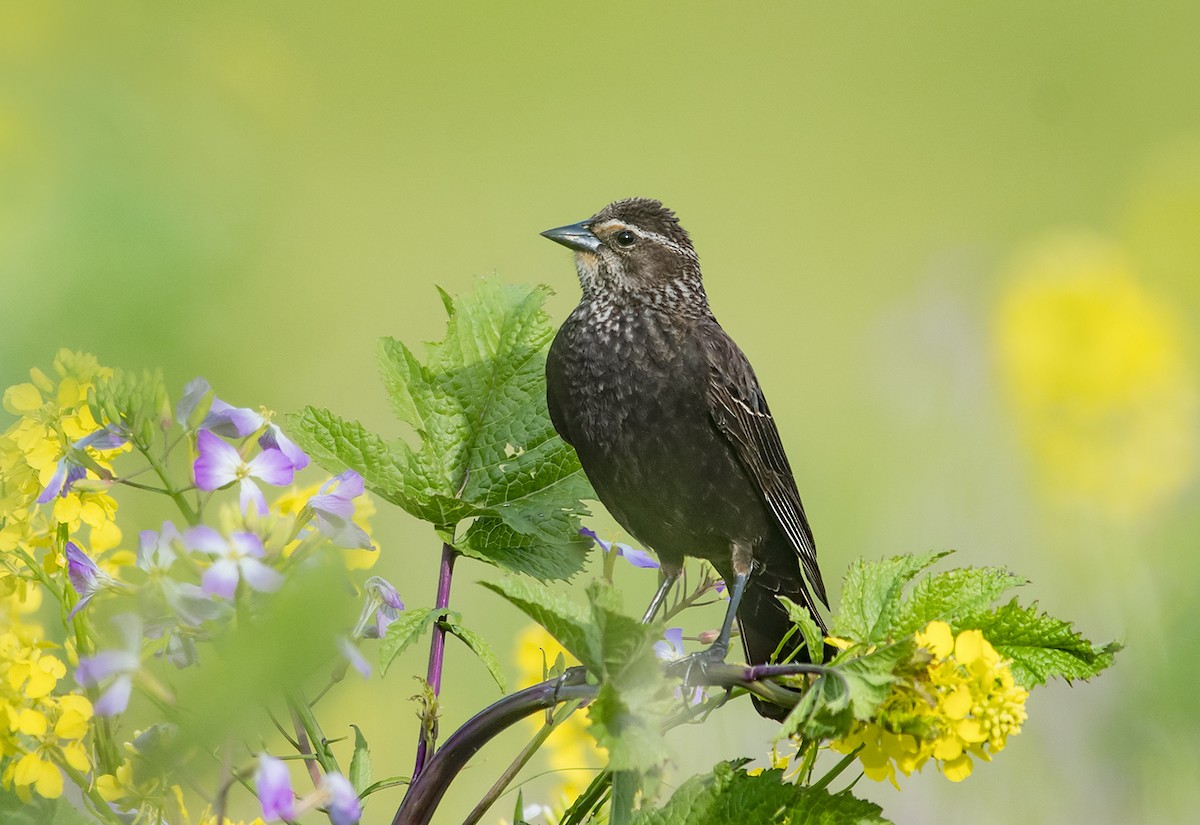 Red-winged Blackbird - Jerry Ting