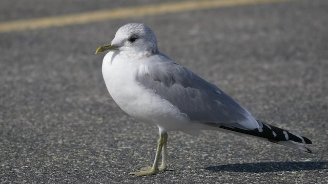 Common Gull (European) - ML534901101