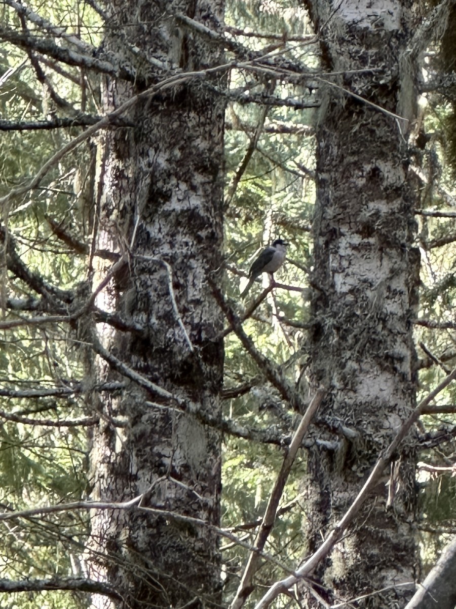 Canada Jay (Pacific) - ML534901111