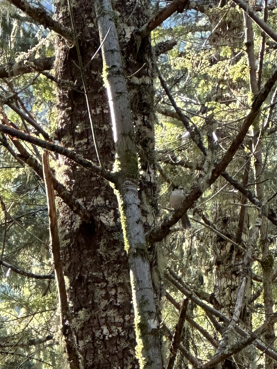 Canada Jay (Pacific) - ML534901151