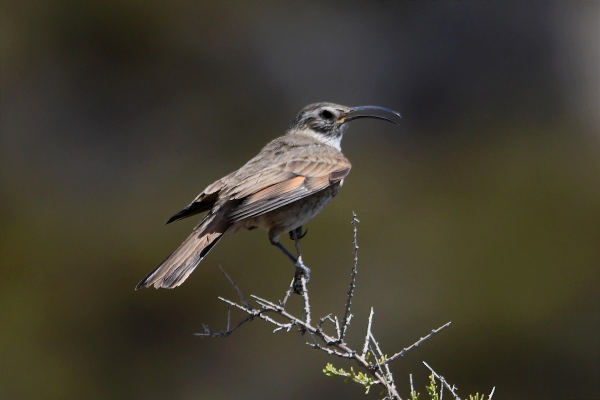 Scale-throated Earthcreeper - ML534901451