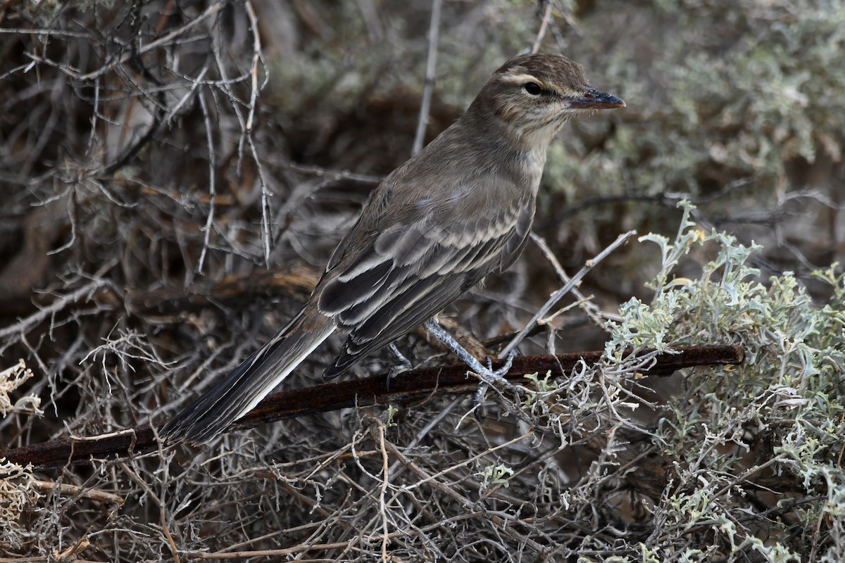 gråbukrovtyrann - ML534901591