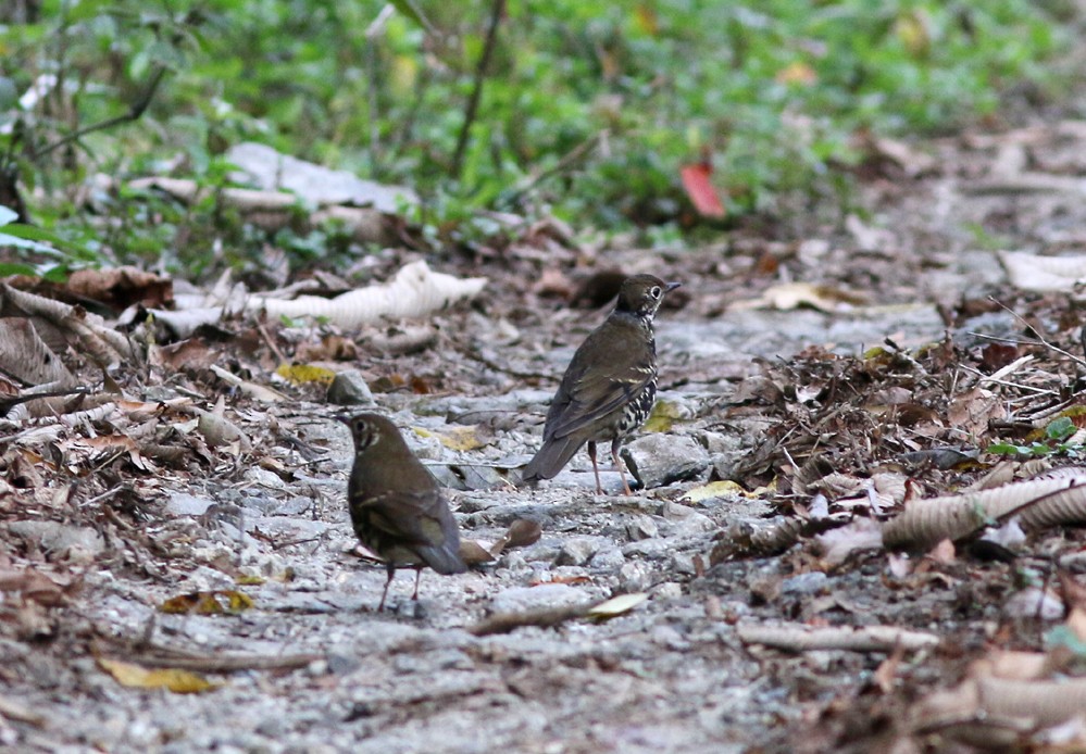 Long-tailed Thrush - Rofikul Islam