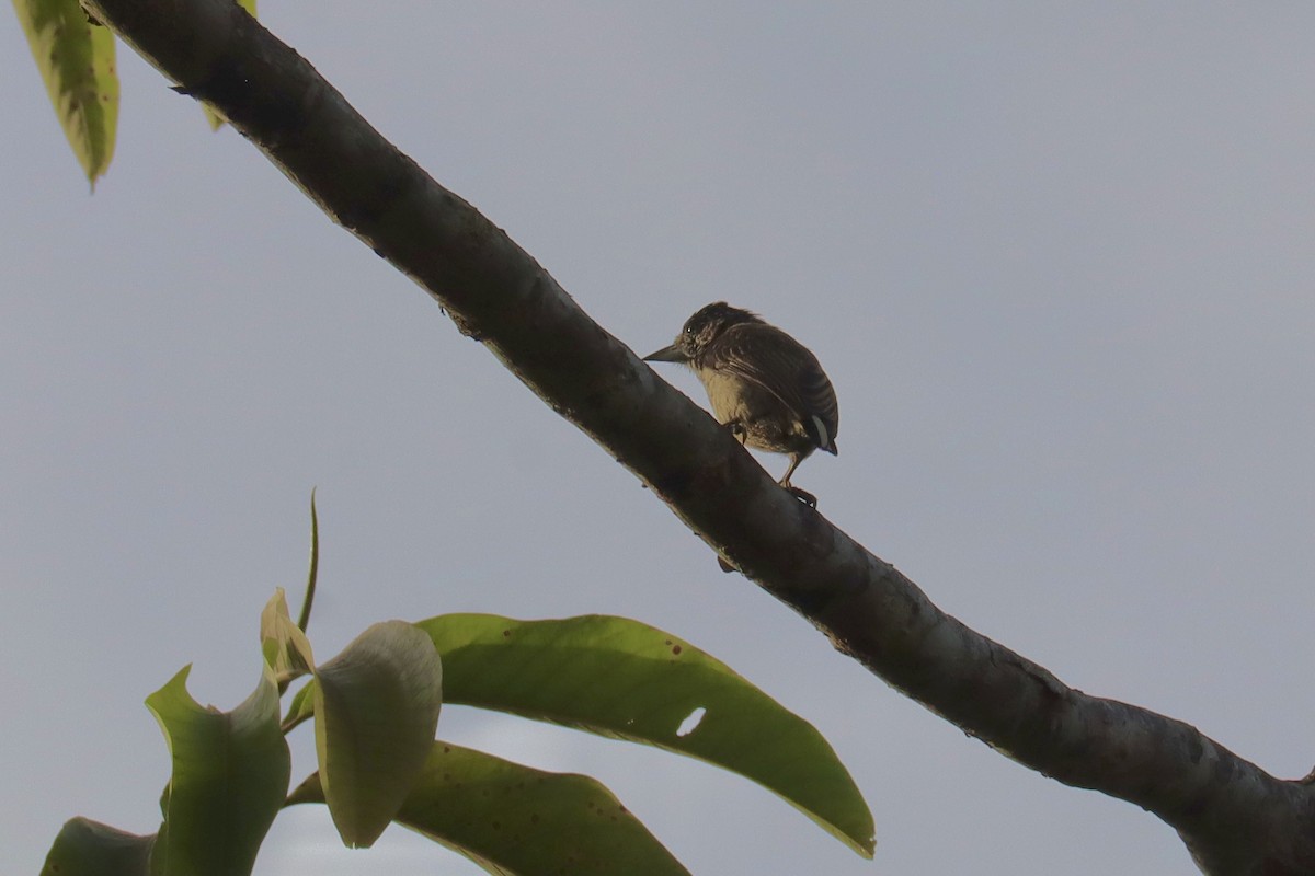 Arrowhead Piculet - Amanda Damin