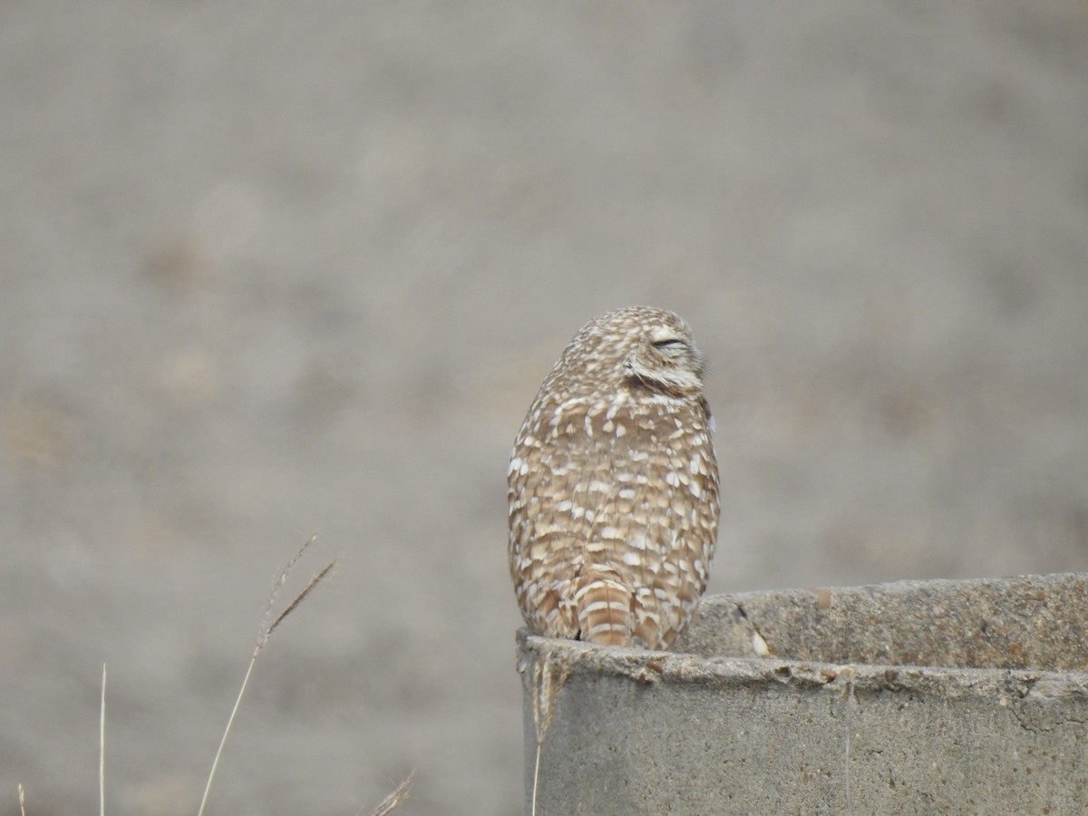 Burrowing Owl - ML534905611