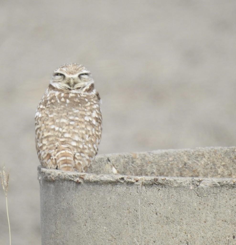 Burrowing Owl - ML534905621