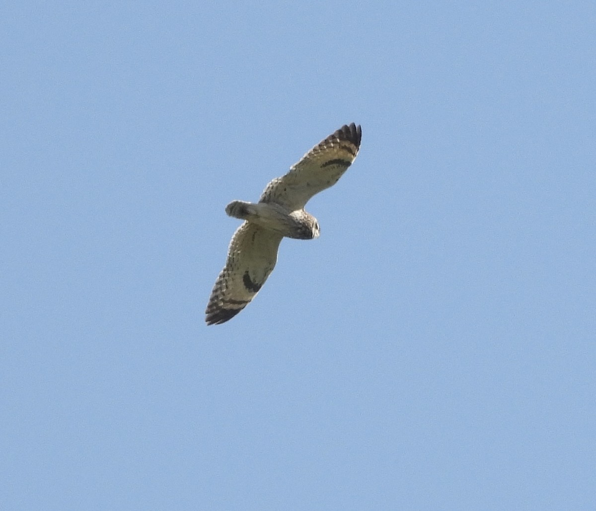 Short-eared Owl - George Folsom