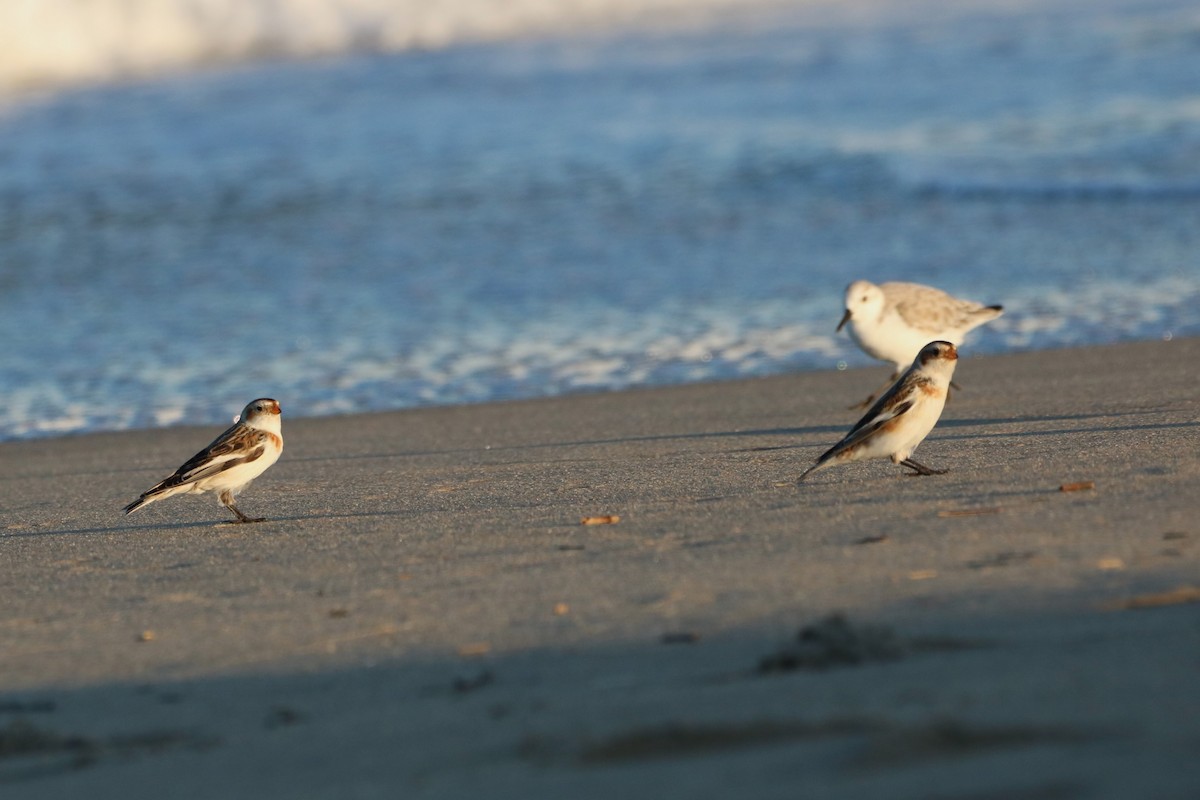 Snow Bunting - Steve Myers