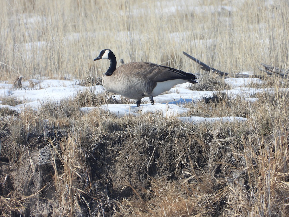 Canada Goose - ML534907121