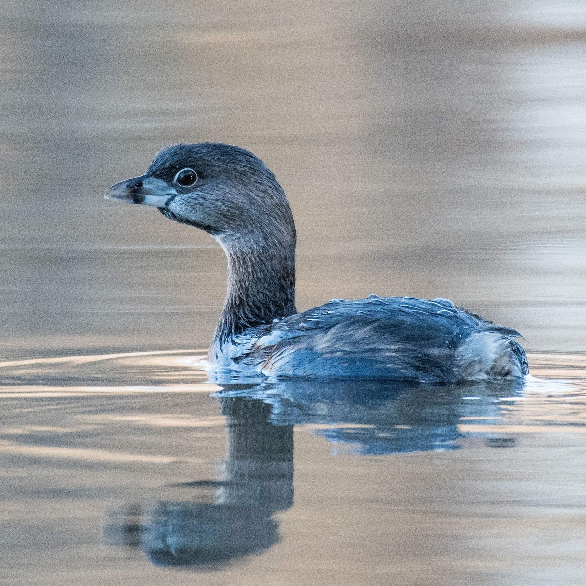Pied-billed Grebe - ML534907131