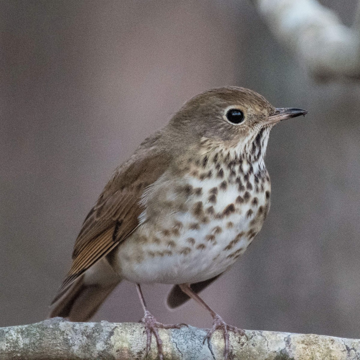Hermit Thrush - ML534907801