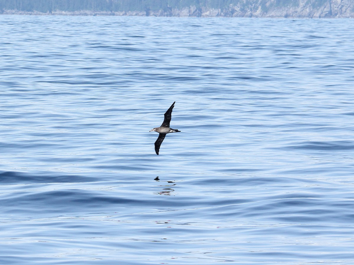 Albatros à pieds noirs - ML53490791