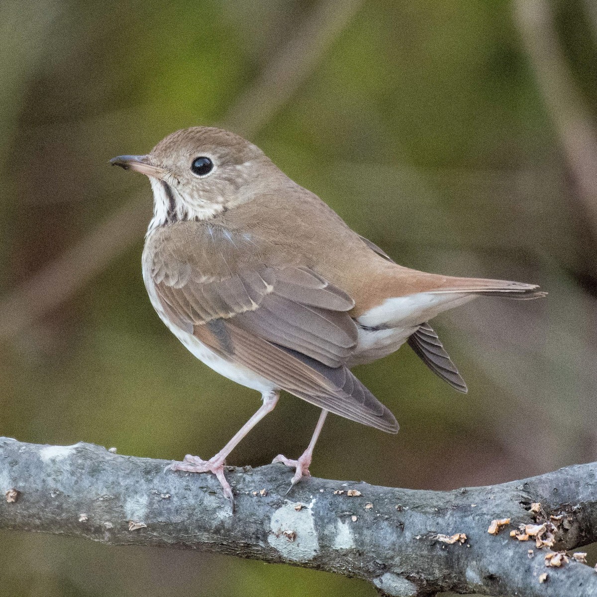 Hermit Thrush - ML534908061
