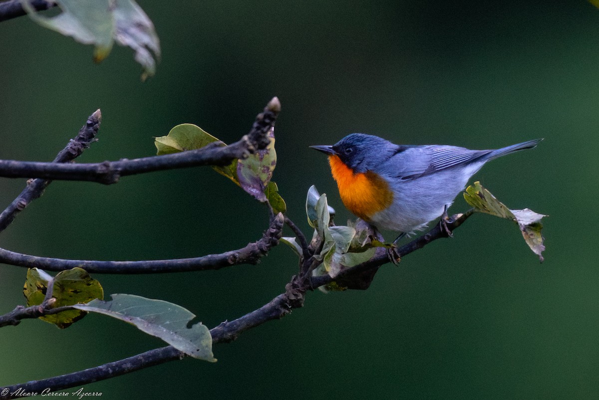 Flame-throated Warbler - ML534908461