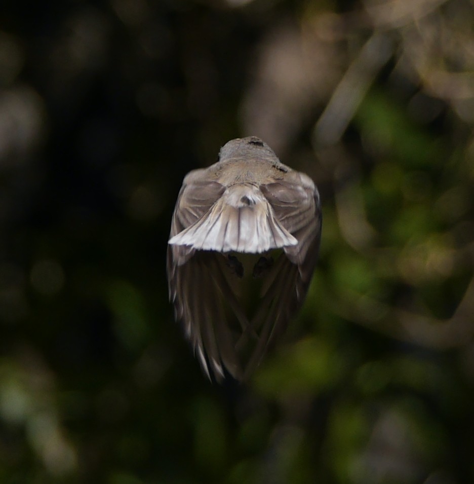 Oak Titmouse - Gordon Beebe