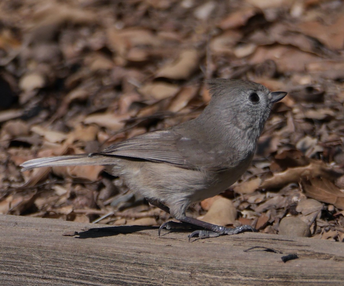 Oak Titmouse - ML534908831