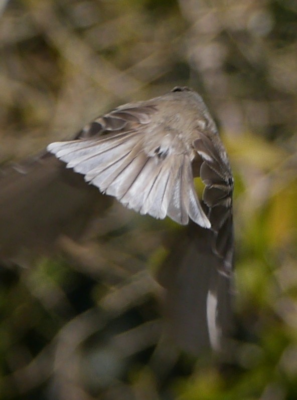 Oak Titmouse - Gordon Beebe