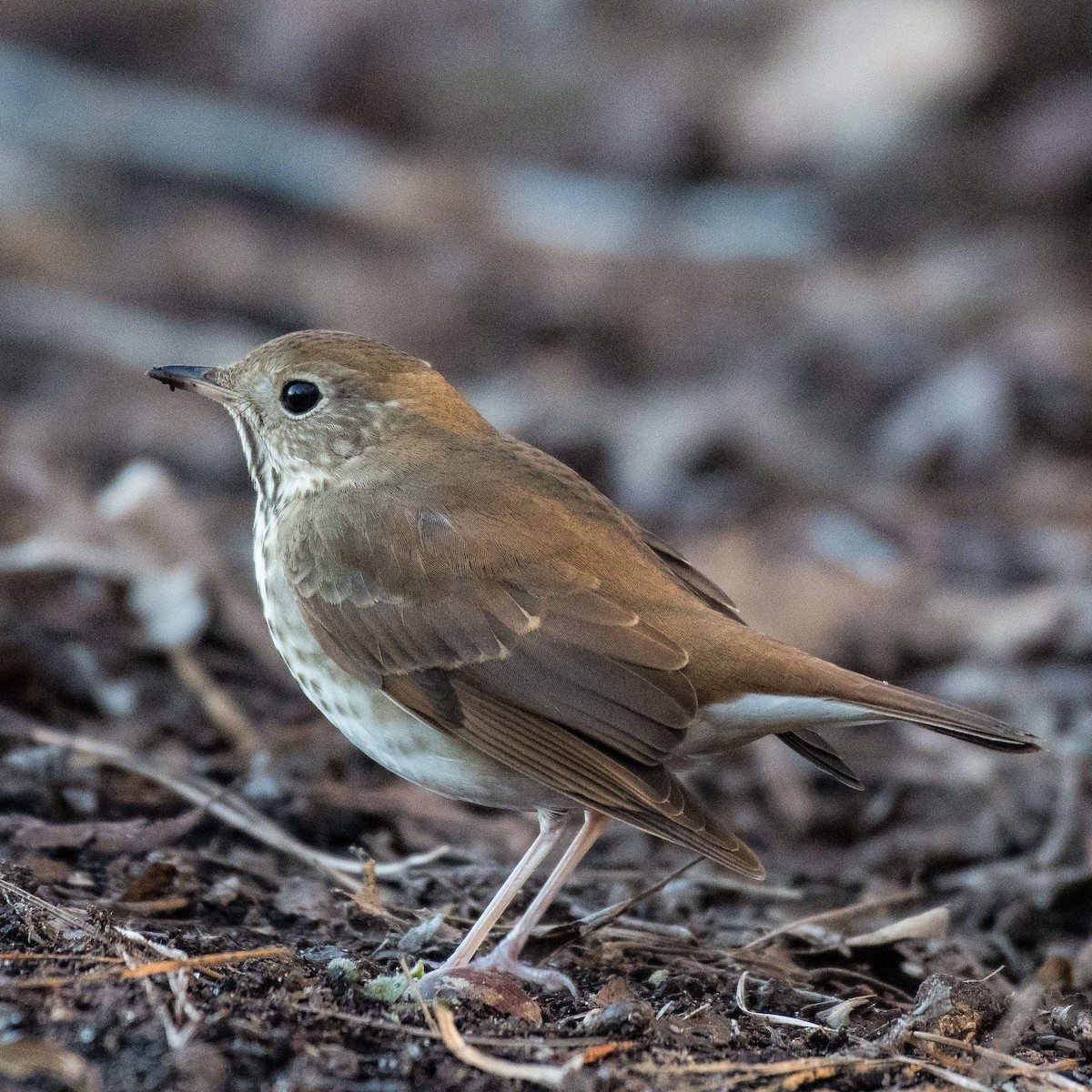 Hermit Thrush - ML534908891