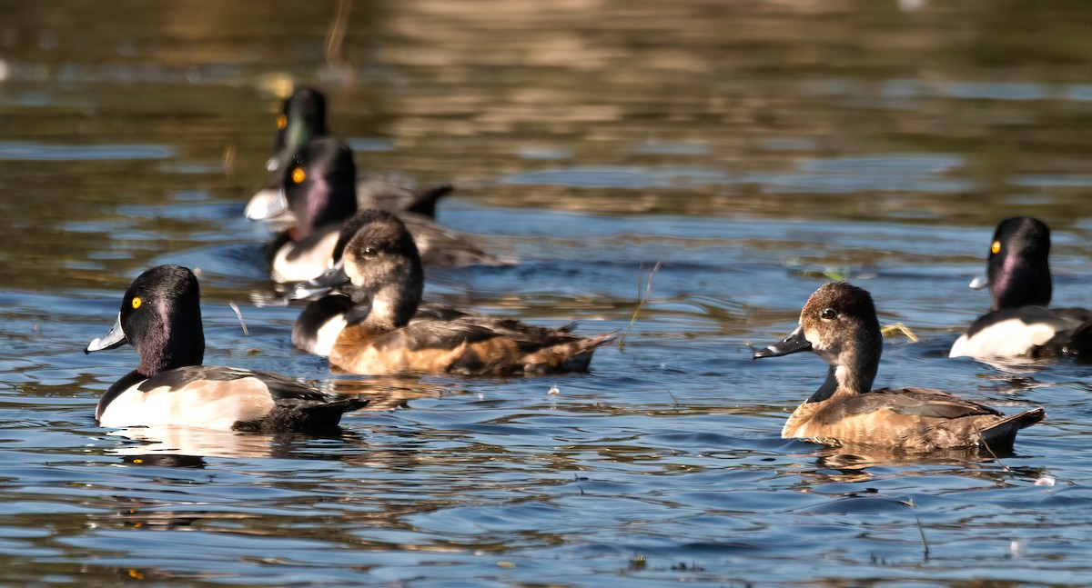 Ring-necked Duck - ML534909501