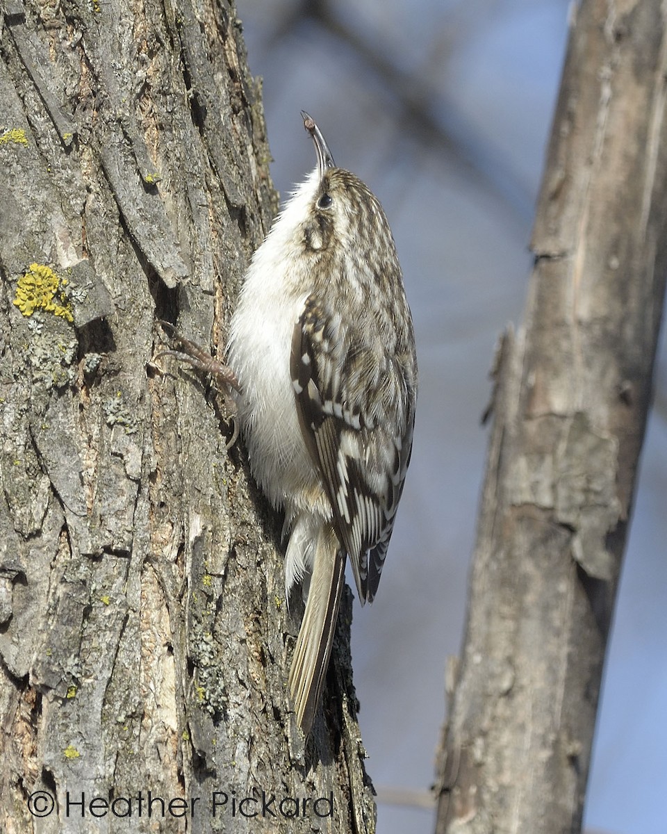 Brown Creeper - Heather Pickard