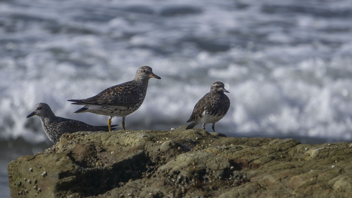 Surfbird - ML534909981