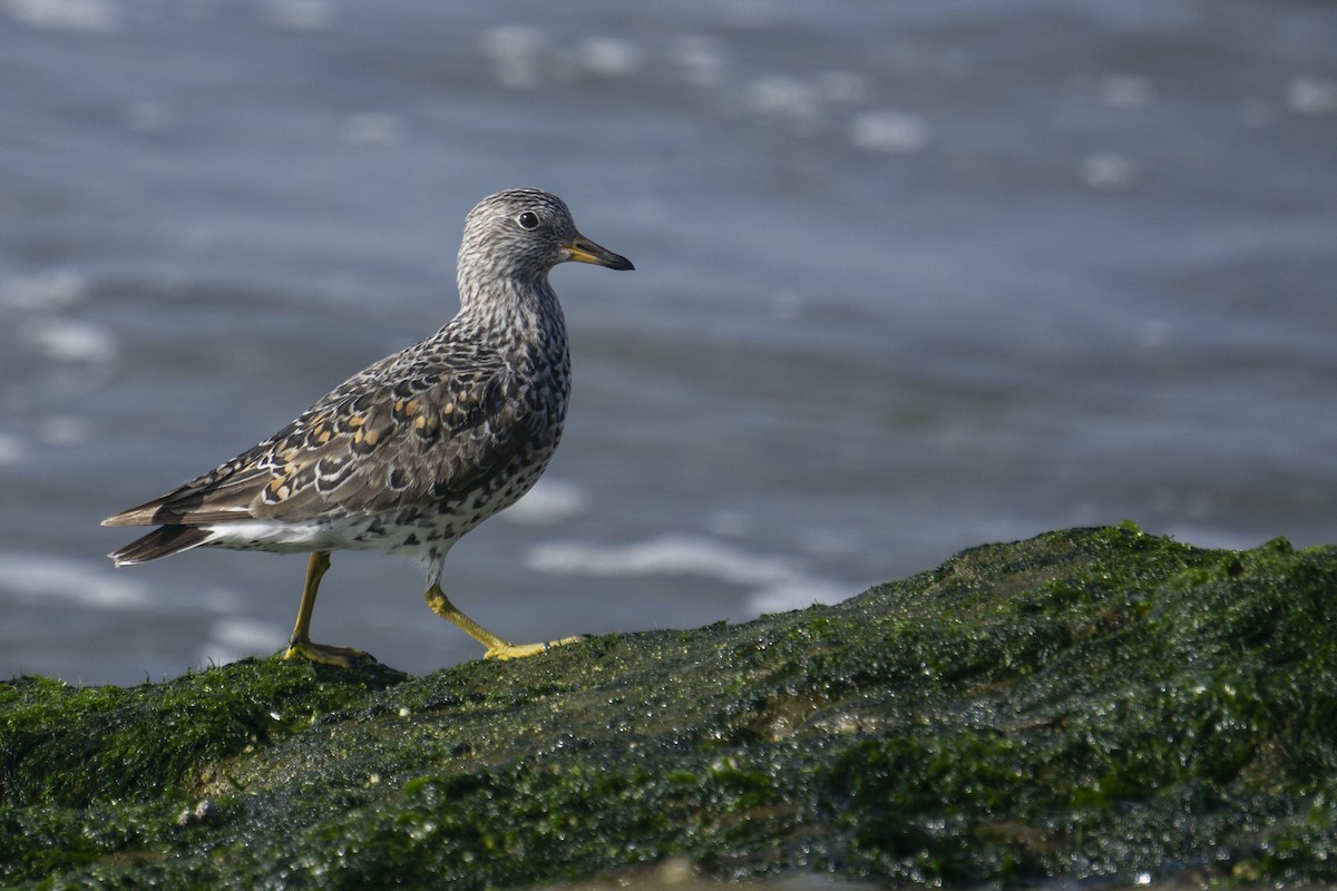 Surfbird - ML534910001