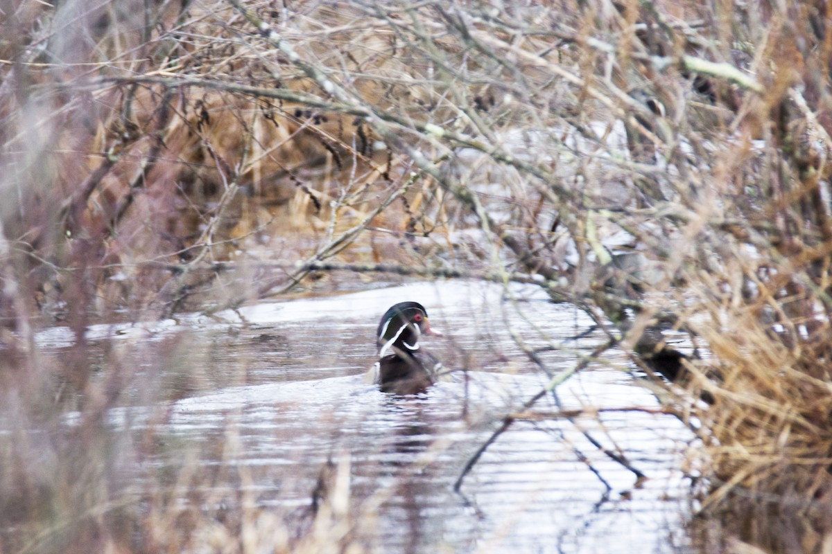 Wood Duck - ML53491061