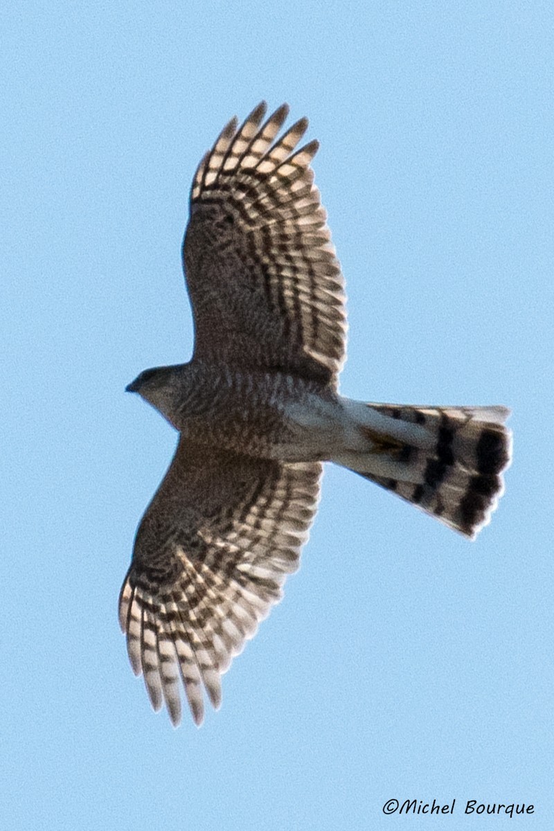 Sharp-shinned Hawk - ML53491131