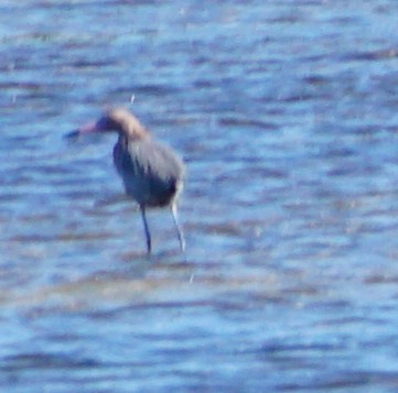 Reddish Egret - ML534911401