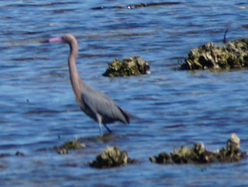 Reddish Egret - ML534911851