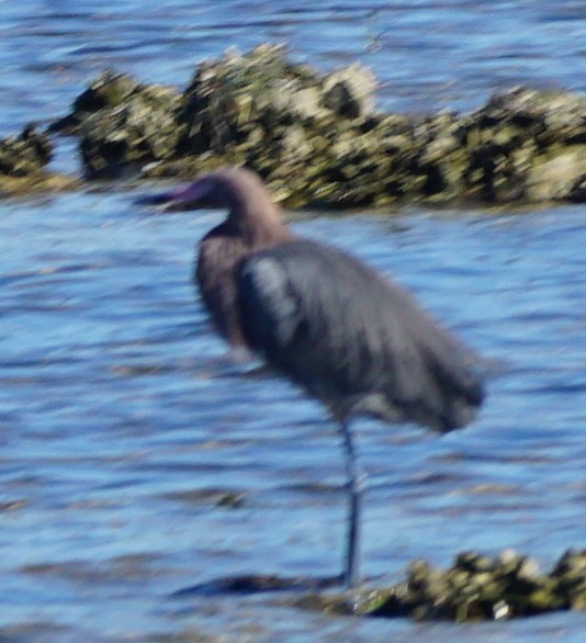 Reddish Egret - ML534912061