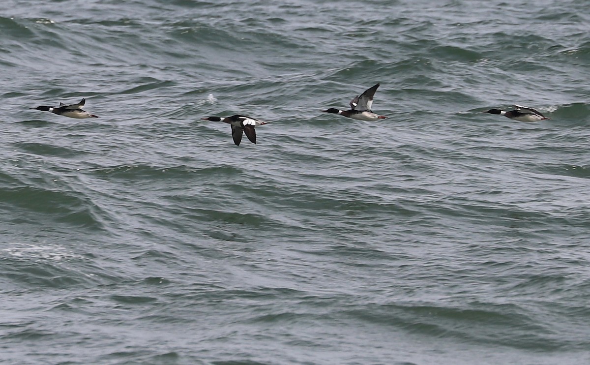 Red-breasted Merganser - Rob Bielawski