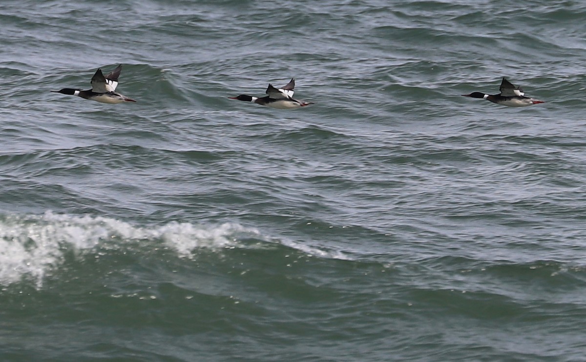 Red-breasted Merganser - Rob Bielawski