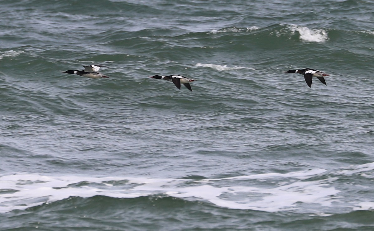 Red-breasted Merganser - Rob Bielawski