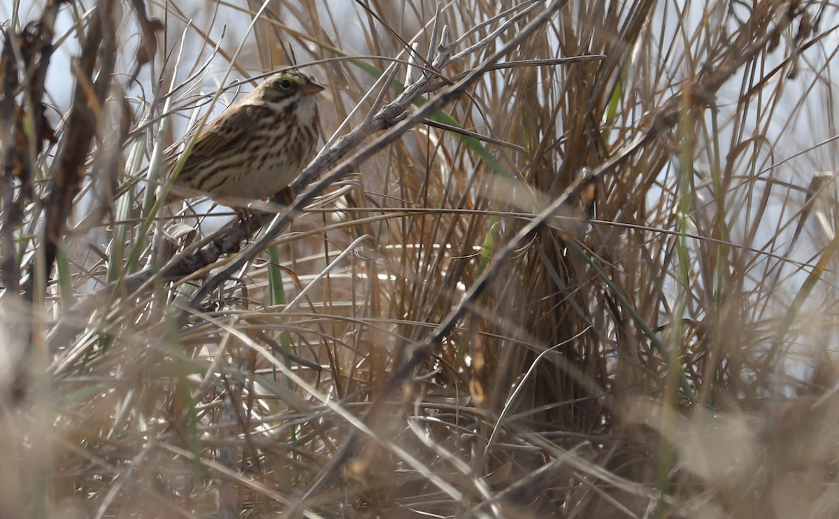 Savannah Sparrow (Ipswich) - ML534912931