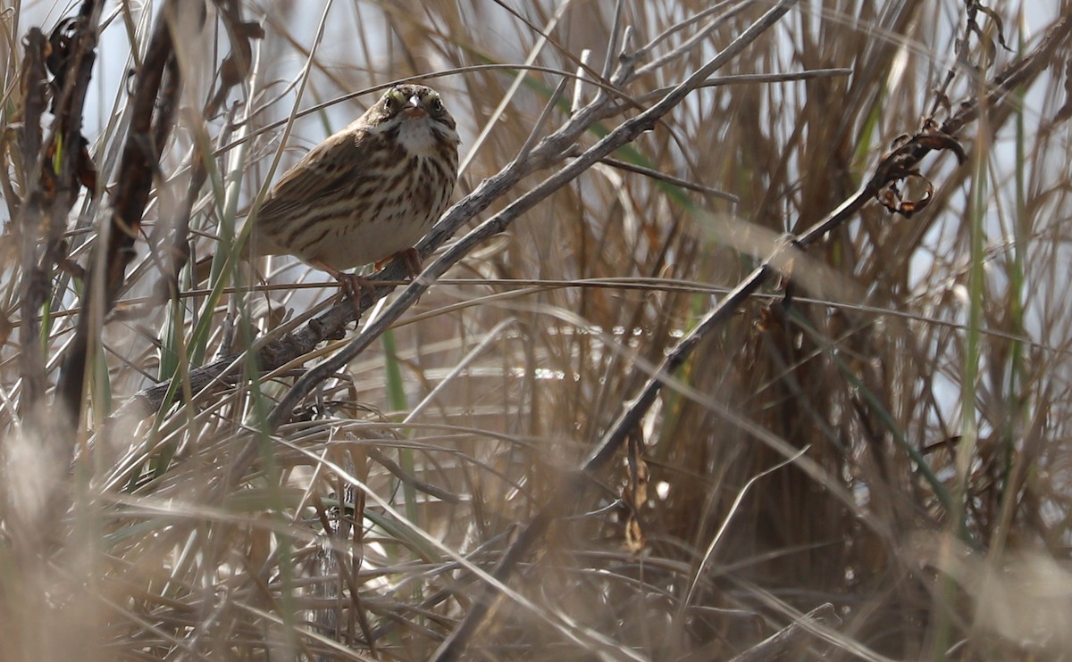 Savannah Sparrow (Ipswich) - Rob Bielawski