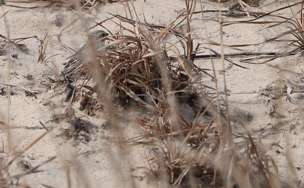 Savannah Sparrow (Ipswich) - Rob Bielawski