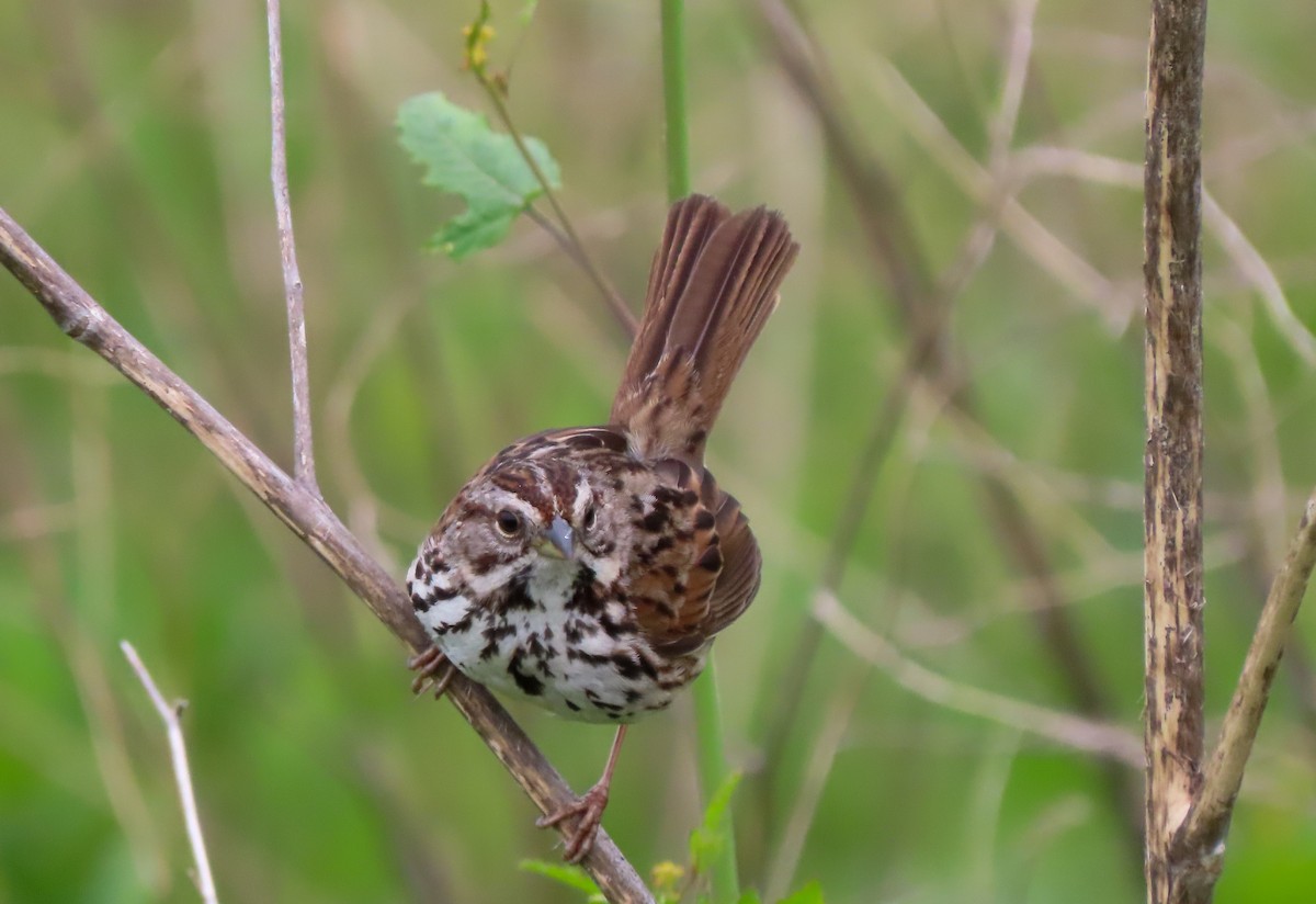 Song Sparrow - ML534913151