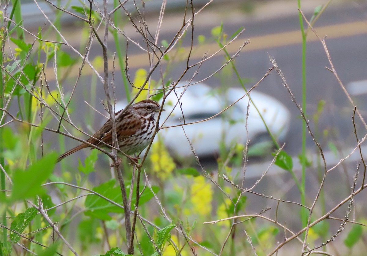 Song Sparrow - ML534913171