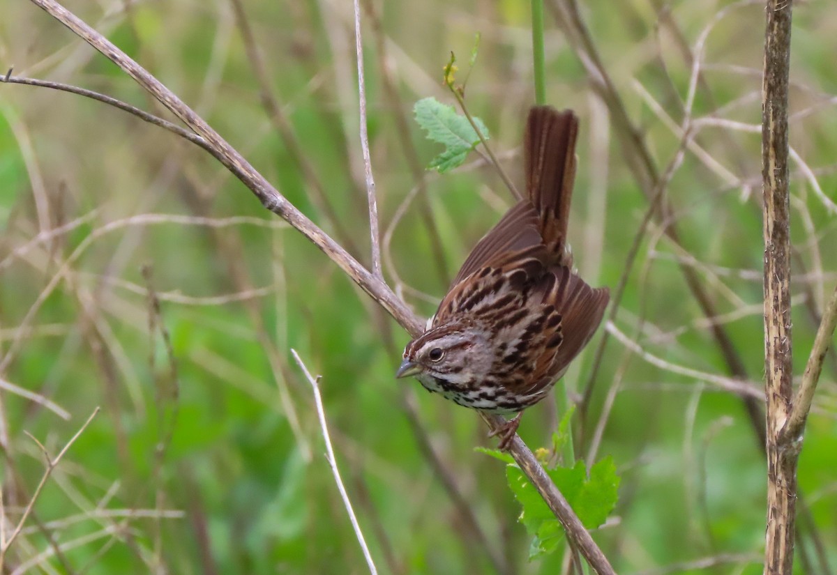 Song Sparrow - ML534913181