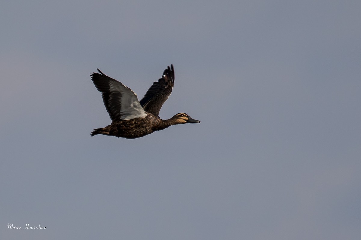 Pacific Black Duck - Maree Hanrahan