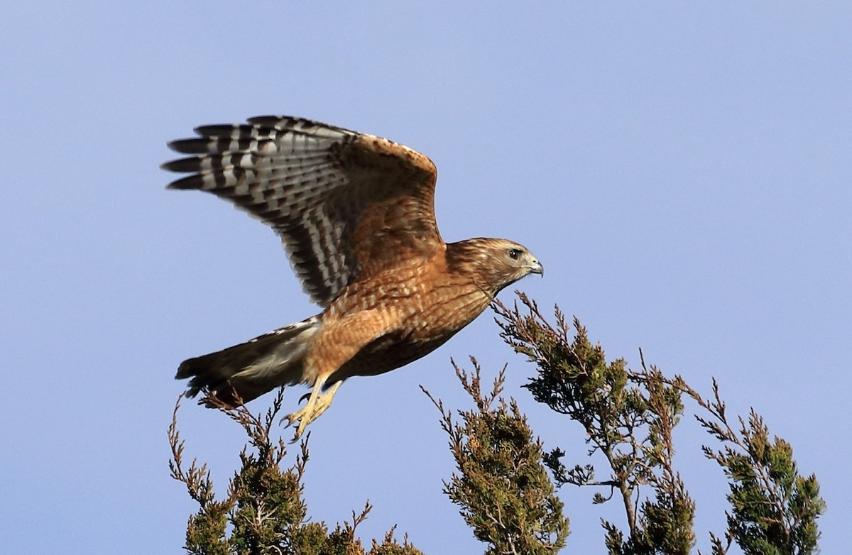 Red-shouldered Hawk - ML534914431