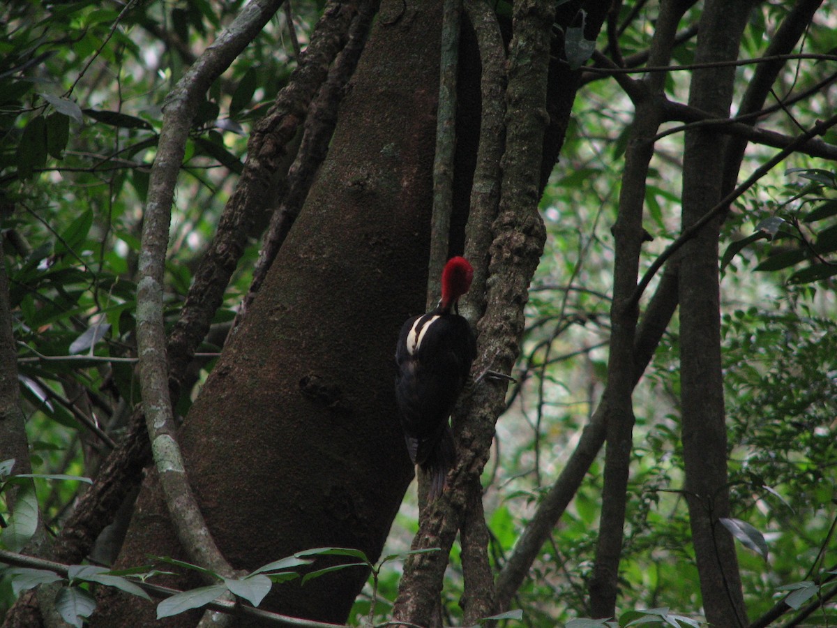 Pale-billed Woodpecker - ML534914661