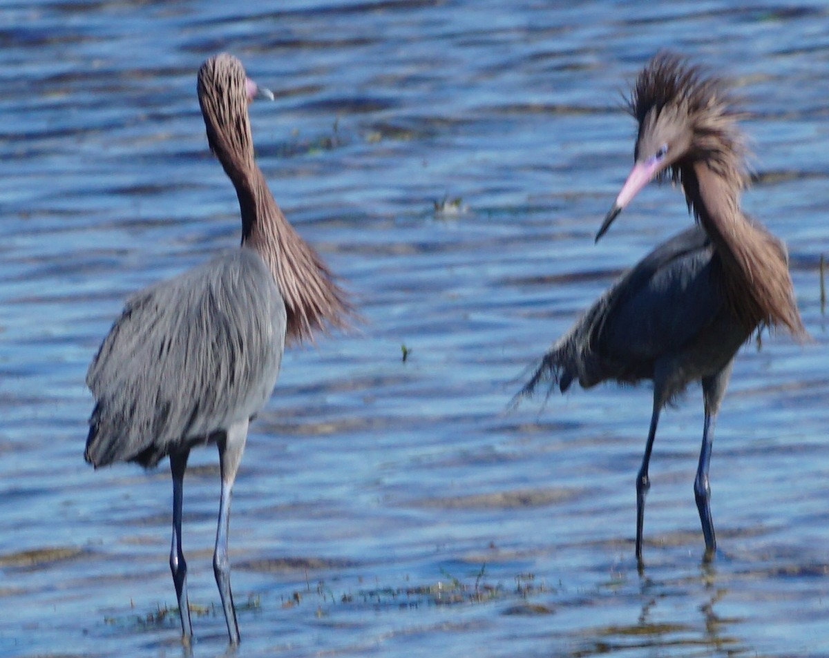 Reddish Egret - ML534915071