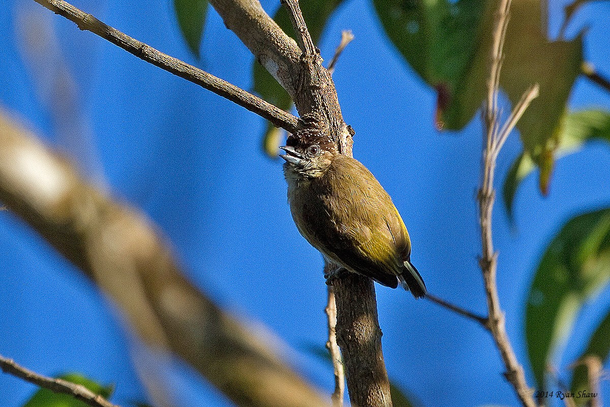 Olivaceous Piculet - ML53491851