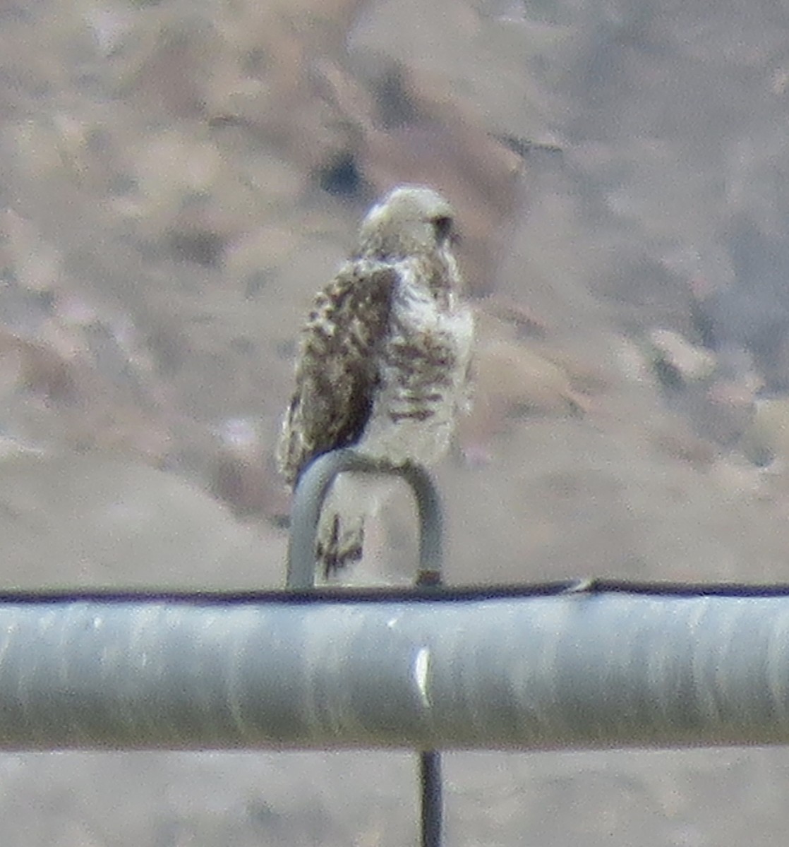 Rough-legged Hawk - ML534918961