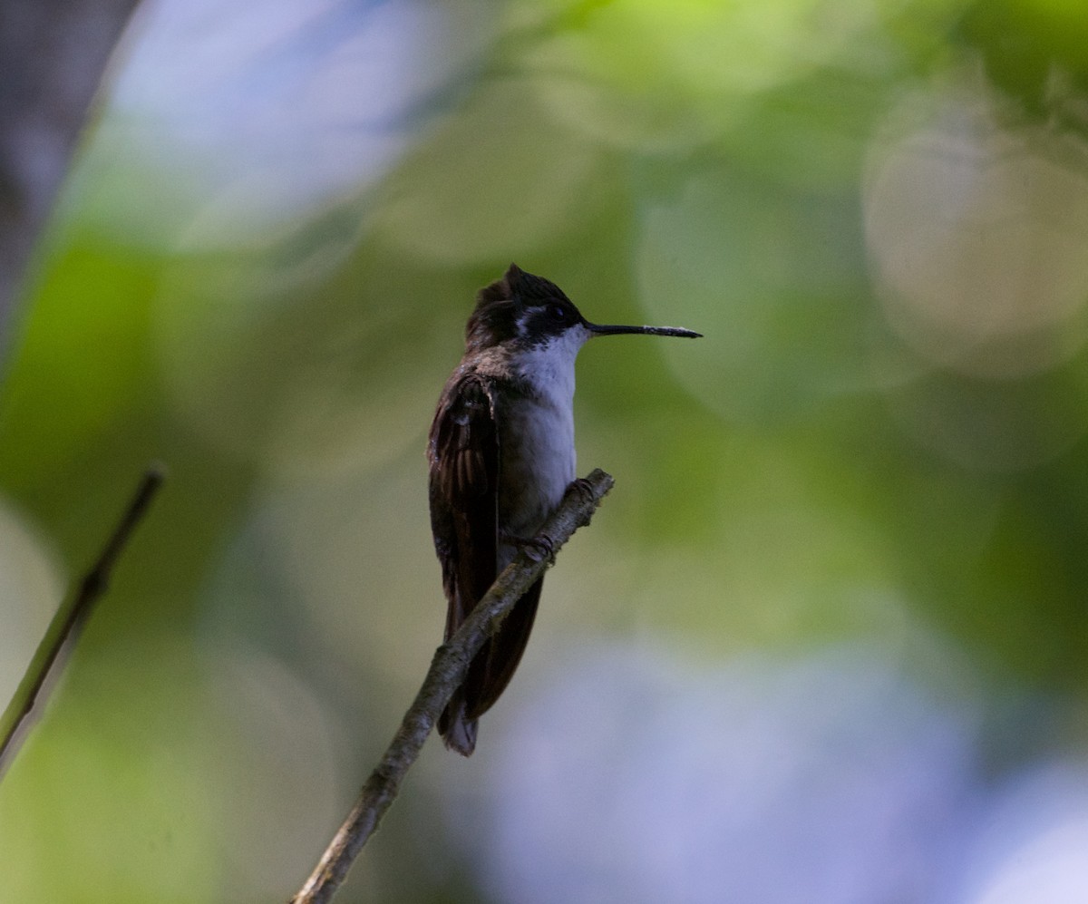 Colibrí Gorjiescamoso - ML534919441