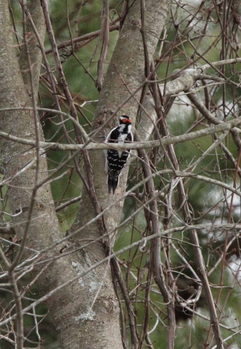 Hairy Woodpecker - ML534920161